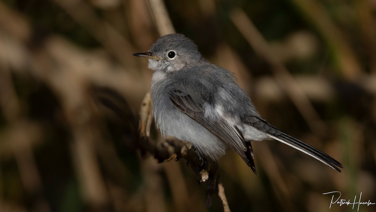 Blue-gray Gnatcatcher - ML645599207