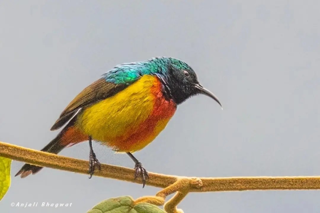 Regal Sunbird - ML645599216