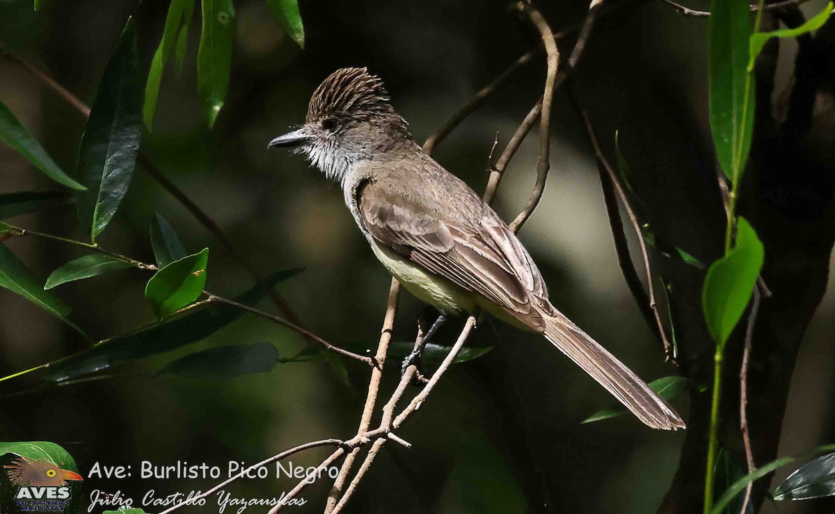 Short-crested Flycatcher - ML645599221