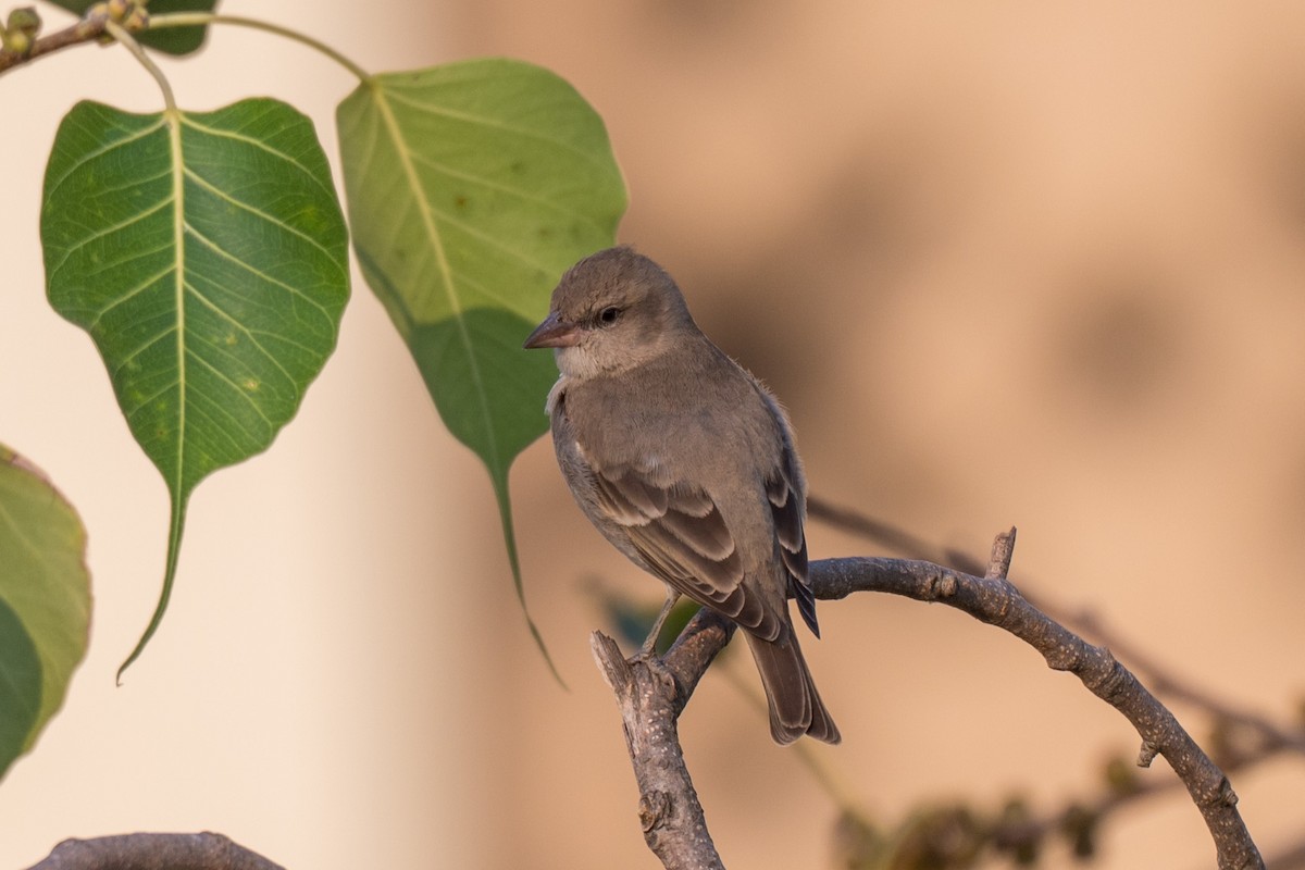 Yellow-throated Sparrow - ML645599228