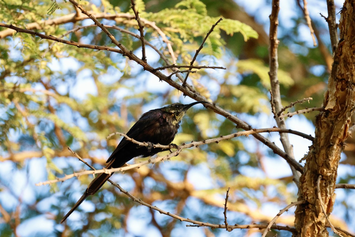 Tacazze Sunbird - ML645599229