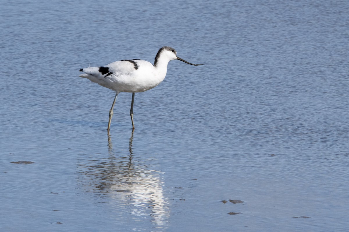 Pied Avocet - ML645599232