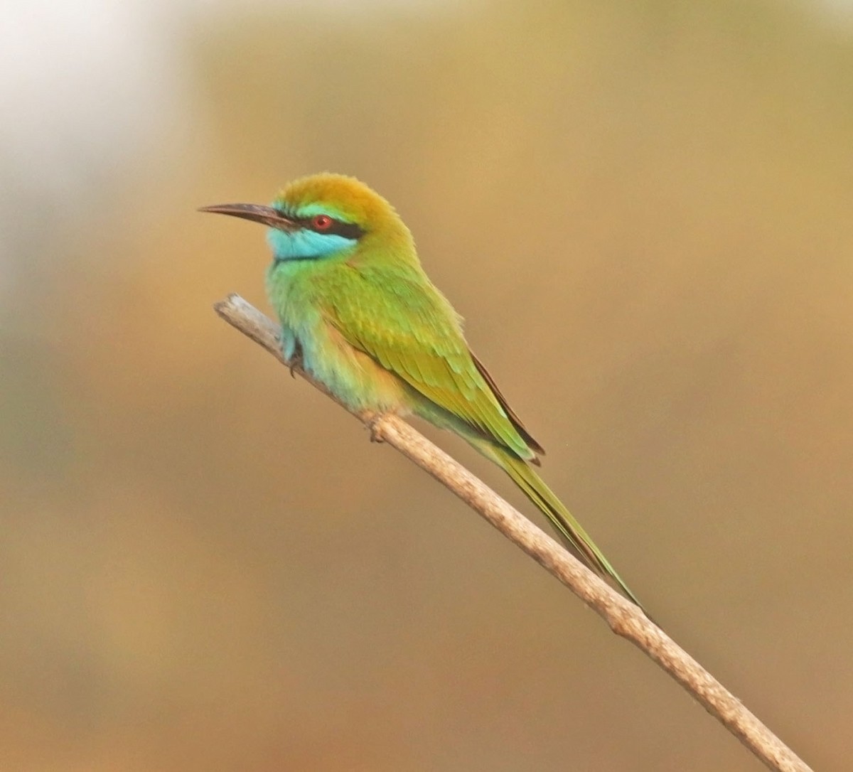 Arabian Green Bee-eater - ML645599236