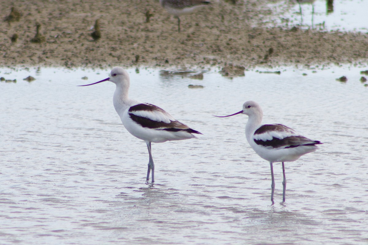 American Avocet - ML645599240