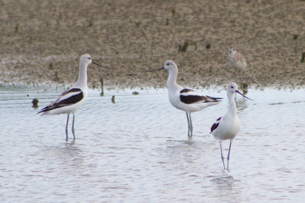 American Avocet - ML645599241