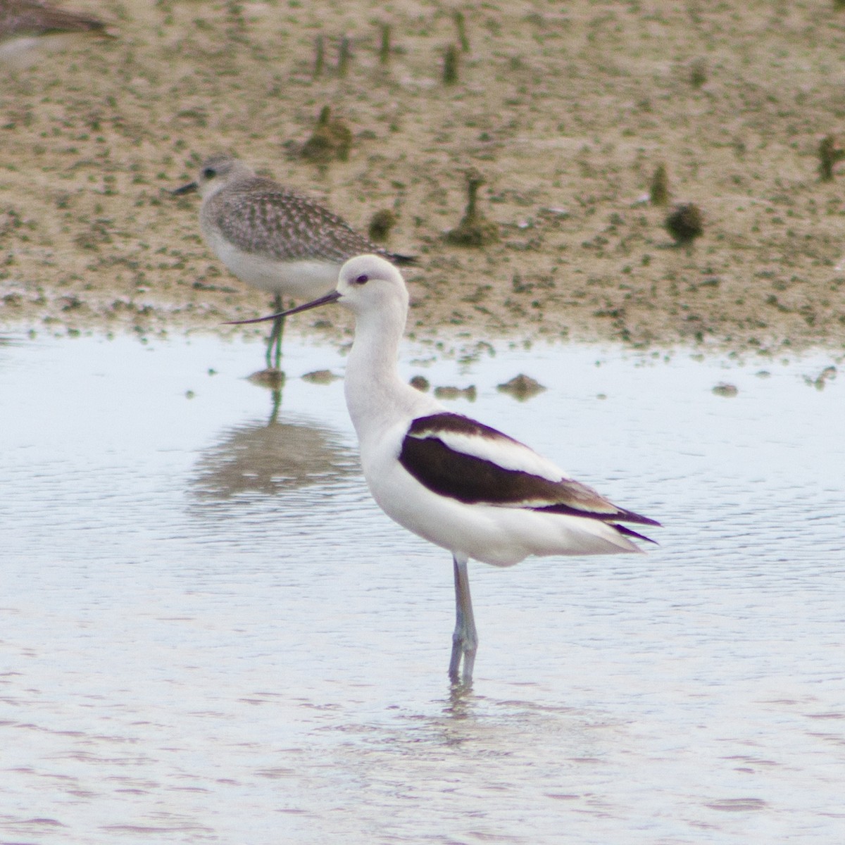 American Avocet - ML645599242