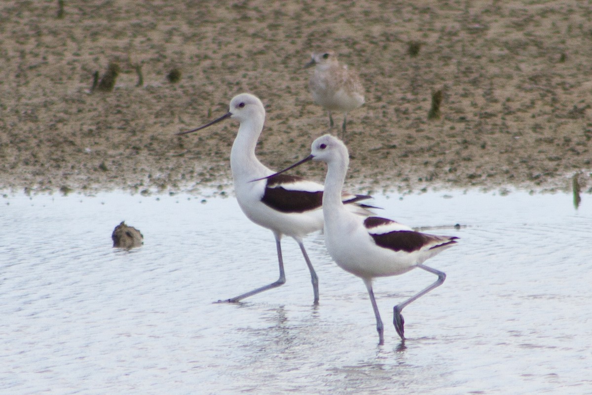 American Avocet - ML645599243
