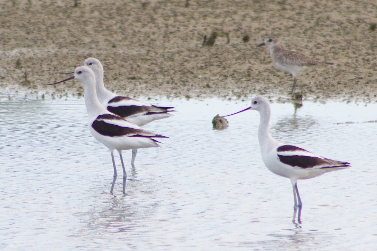 American Avocet - ML645599244