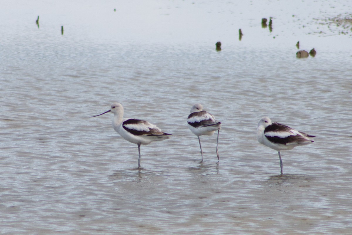 American Avocet - ML645599245