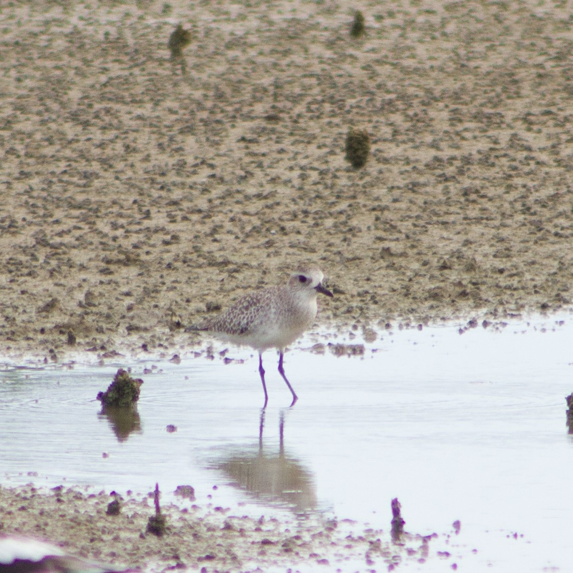 Black-bellied Plover - ML645599249