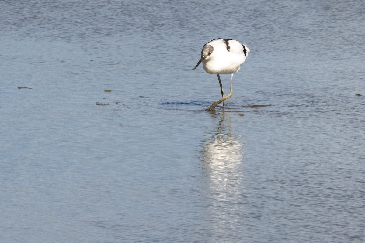 Pied Avocet - ML645599250