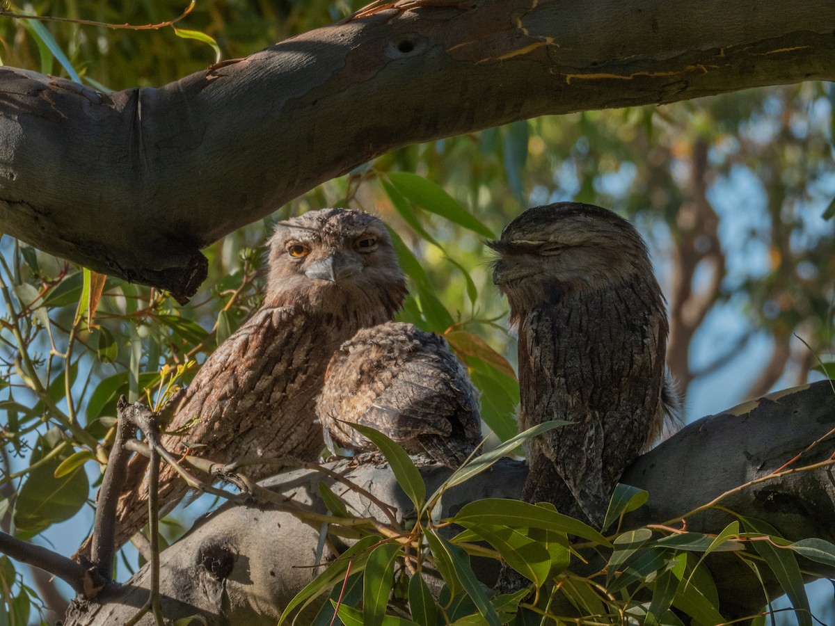 Tawny Frogmouth - ML645599252