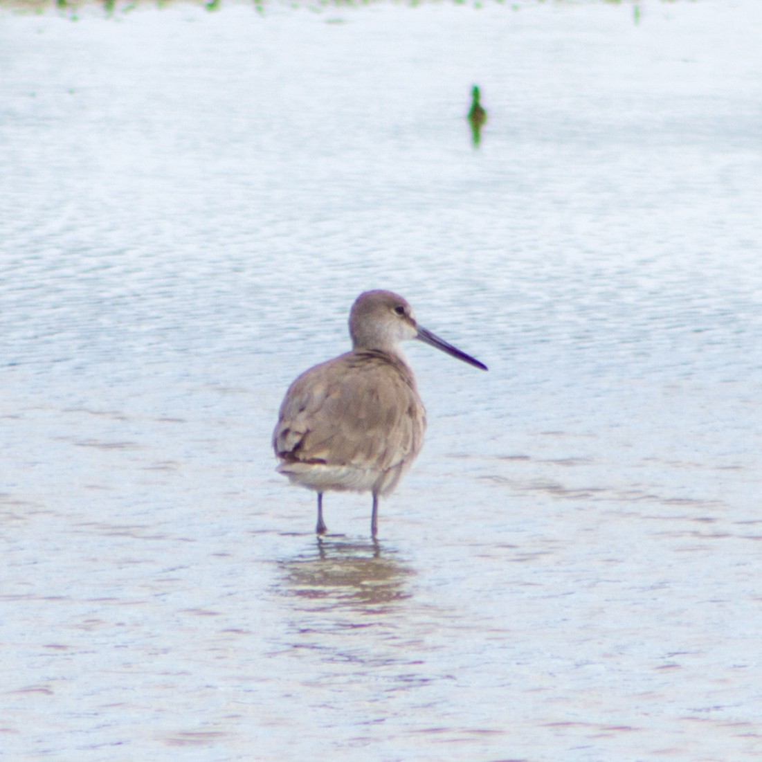 Willet - ML645599253
