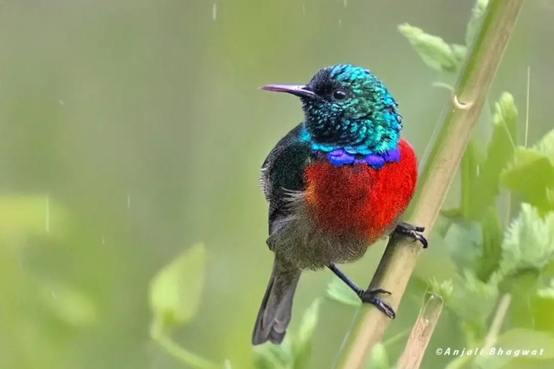 Northern Double-collared Sunbird - ML645599255