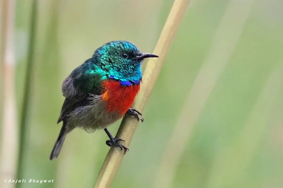 Northern Double-collared Sunbird - ML645599256