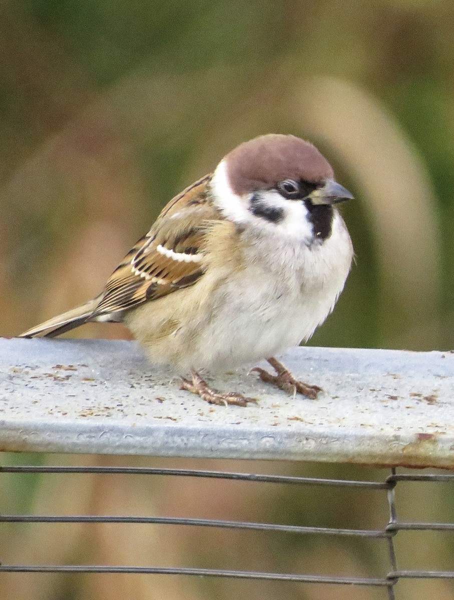 Ağaç Serçesi - ML645599259