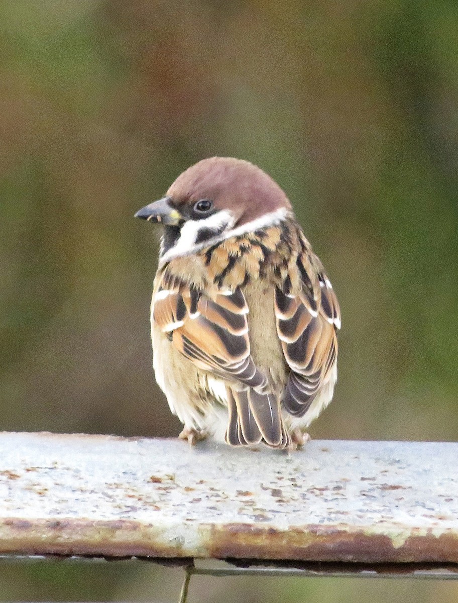 Ağaç Serçesi - ML645599260