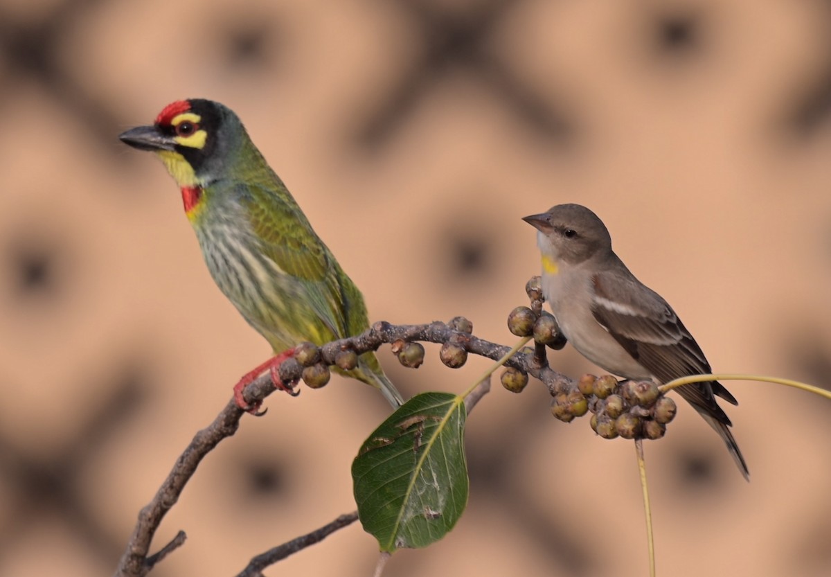 Yellow-throated Sparrow - ML645599266