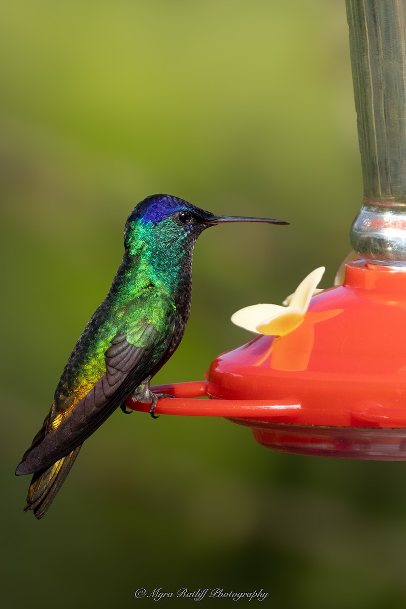 Golden-tailed Sapphire - ML645599267