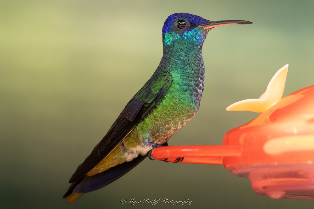 Golden-tailed Sapphire - ML645599268