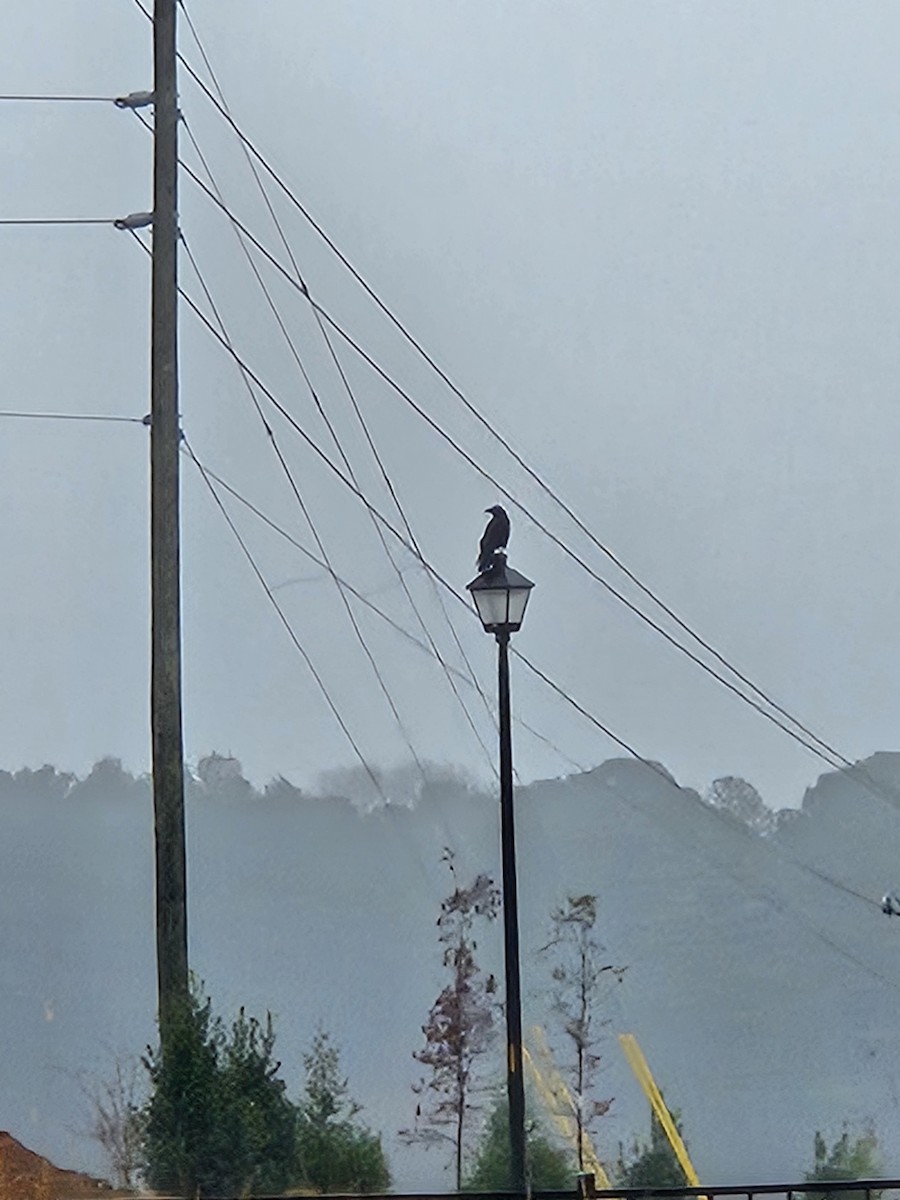 Ворон - ML645599270