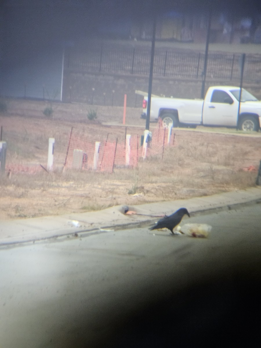 Ворон - ML645599271