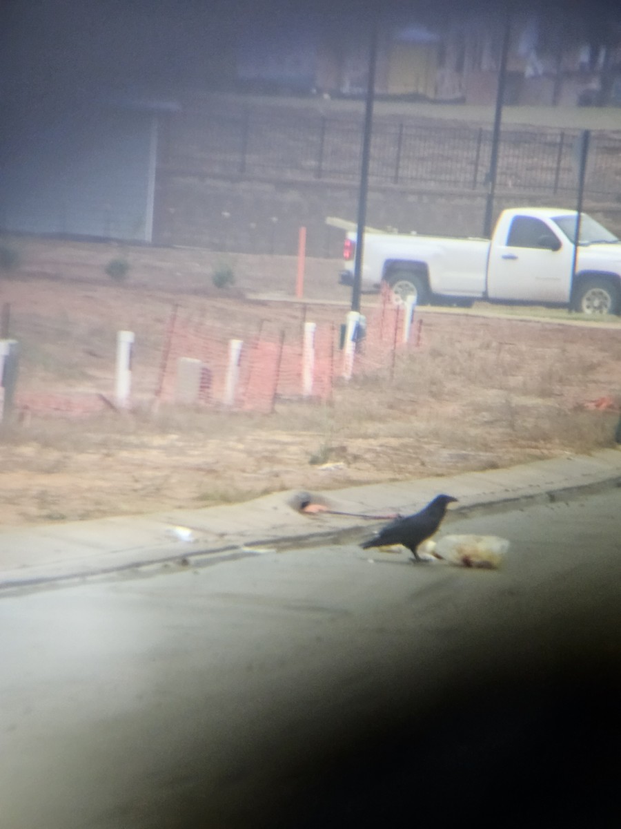 Ворон - ML645599272