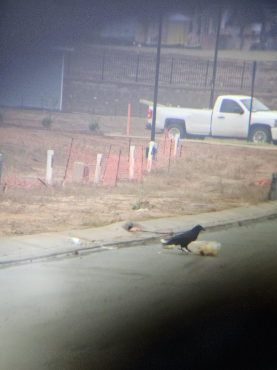 Ворон - ML645599273