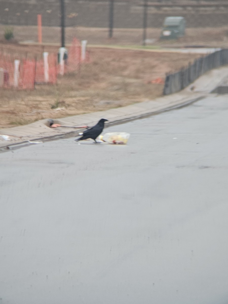 Ворон - ML645599274