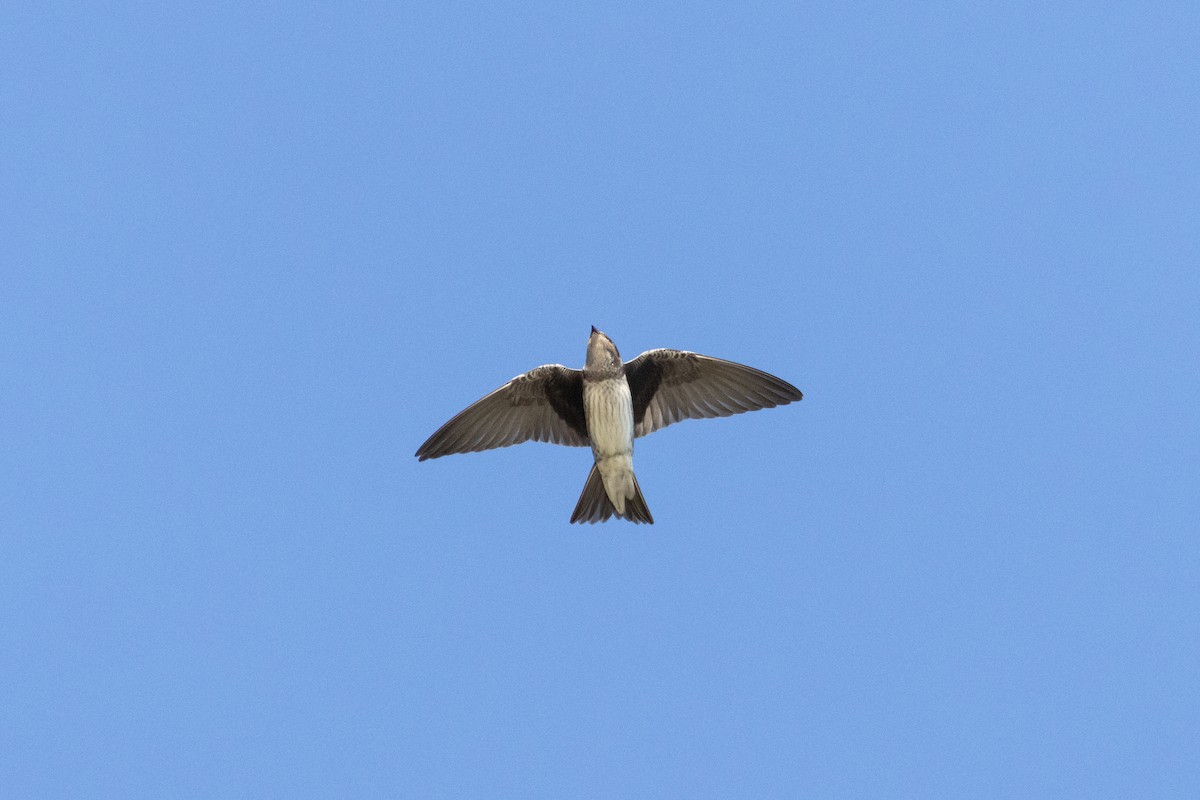 Purple Martin - ML645599275