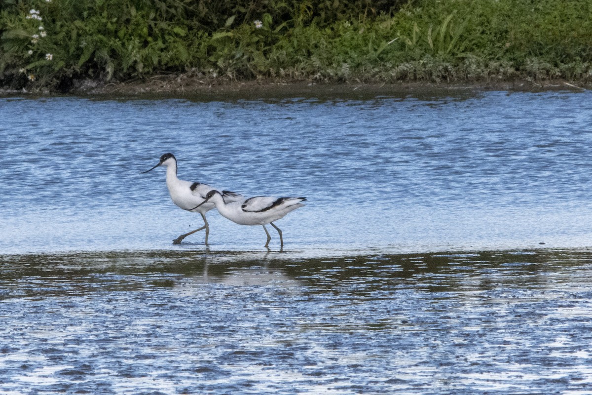 Pied Avocet - ML645599301