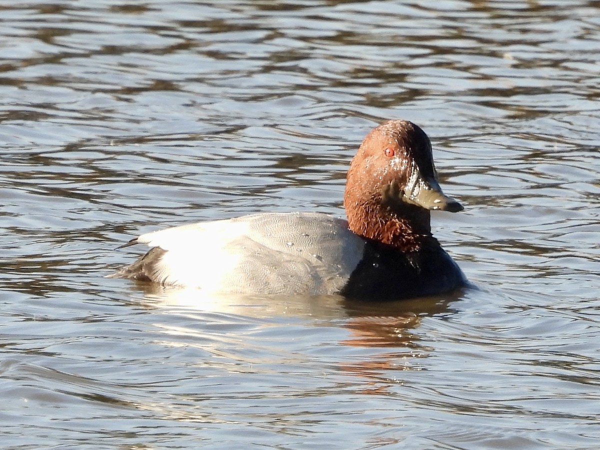 Common Pochard - ML645599302