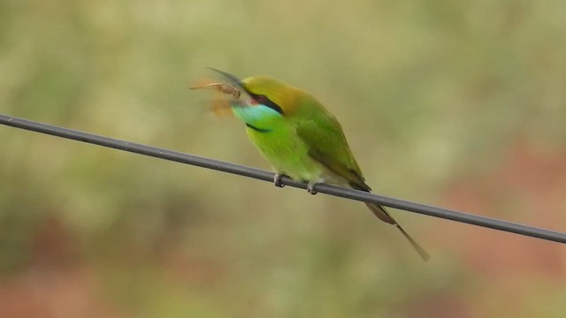 Бджолоїдка мала - ML645599310