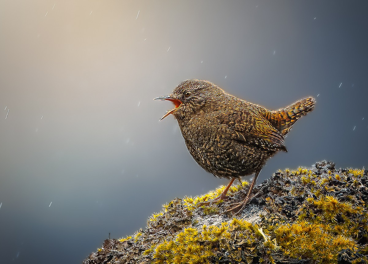 Eurasian Wren - ML645599334