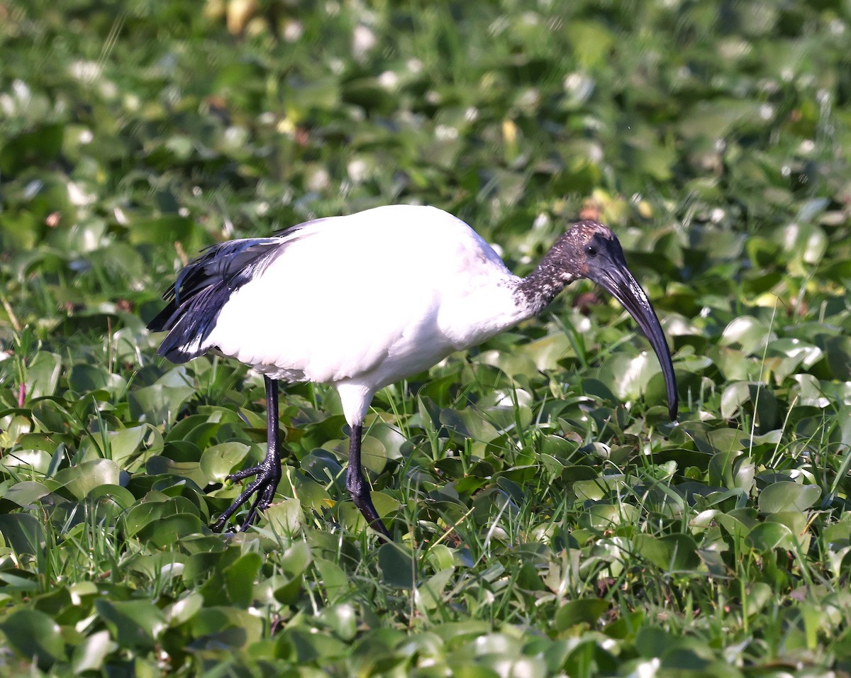 African Sacred Ibis - ML645599337