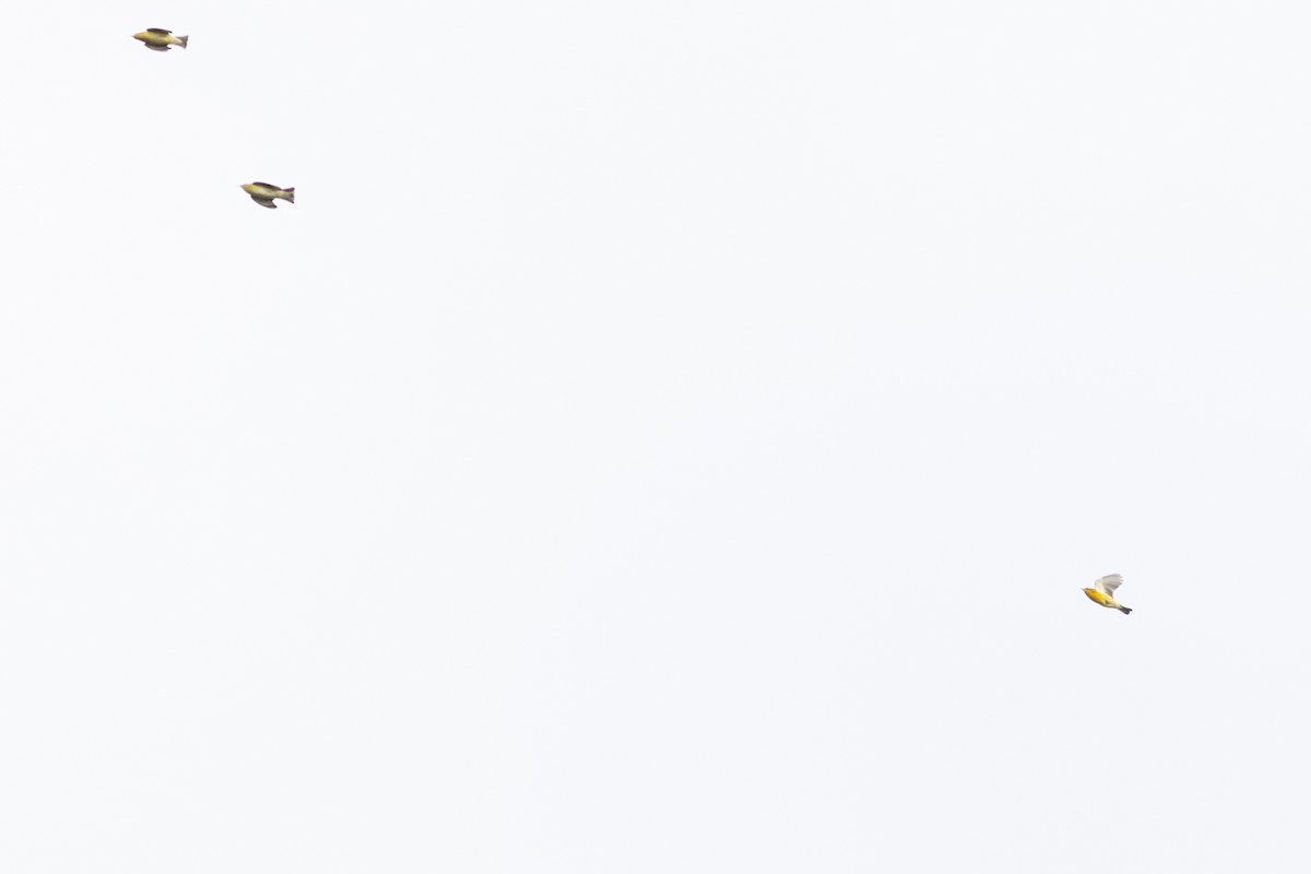 Reinita Gorjinaranja - ML645599340