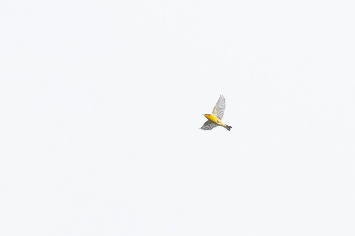 Reinita Gorjinaranja - ML645599341