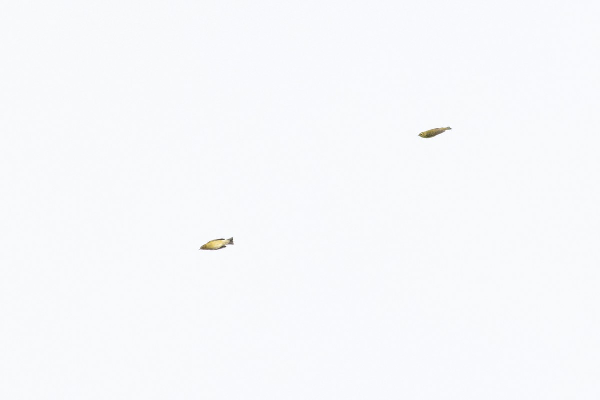 Червоїд світлобровий - ML645599343