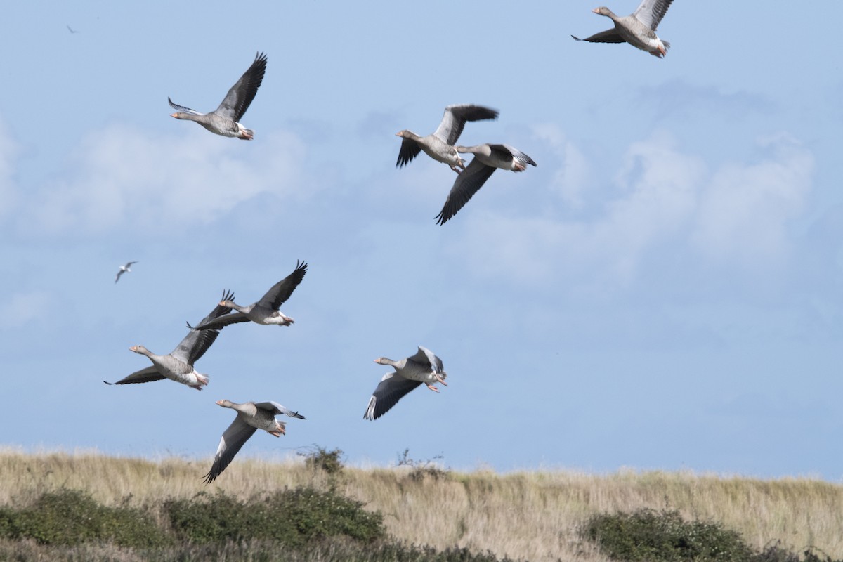 Graylag Goose - ML645599344