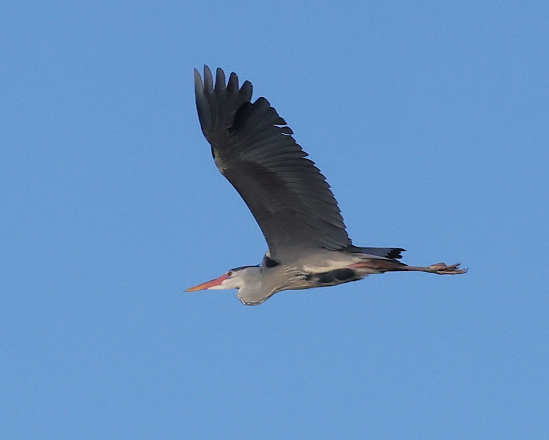 Gray Heron - ML645599349