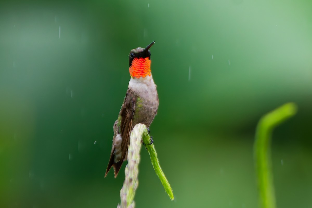 Ruby-throated Hummingbird - ML645599362
