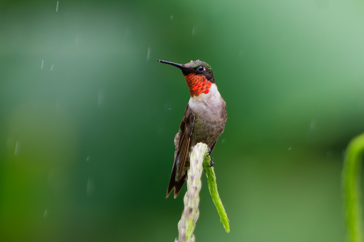 Ruby-throated Hummingbird - ML645599363
