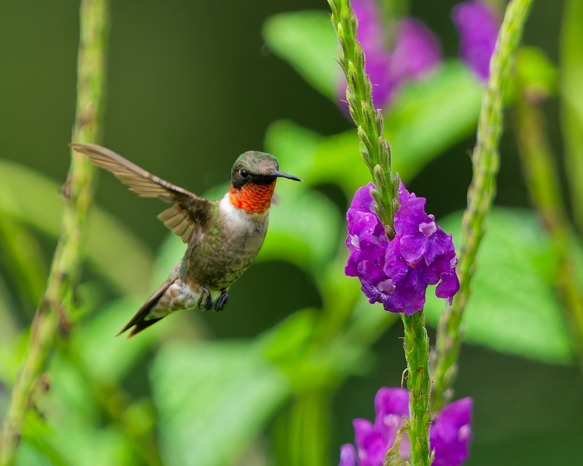 Ruby-throated Hummingbird - ML645599364