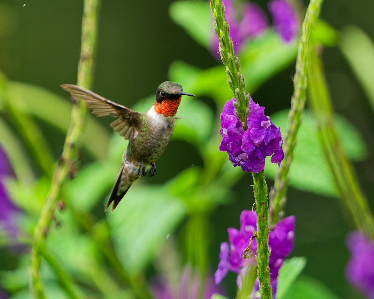 Ruby-throated Hummingbird - ML645599365