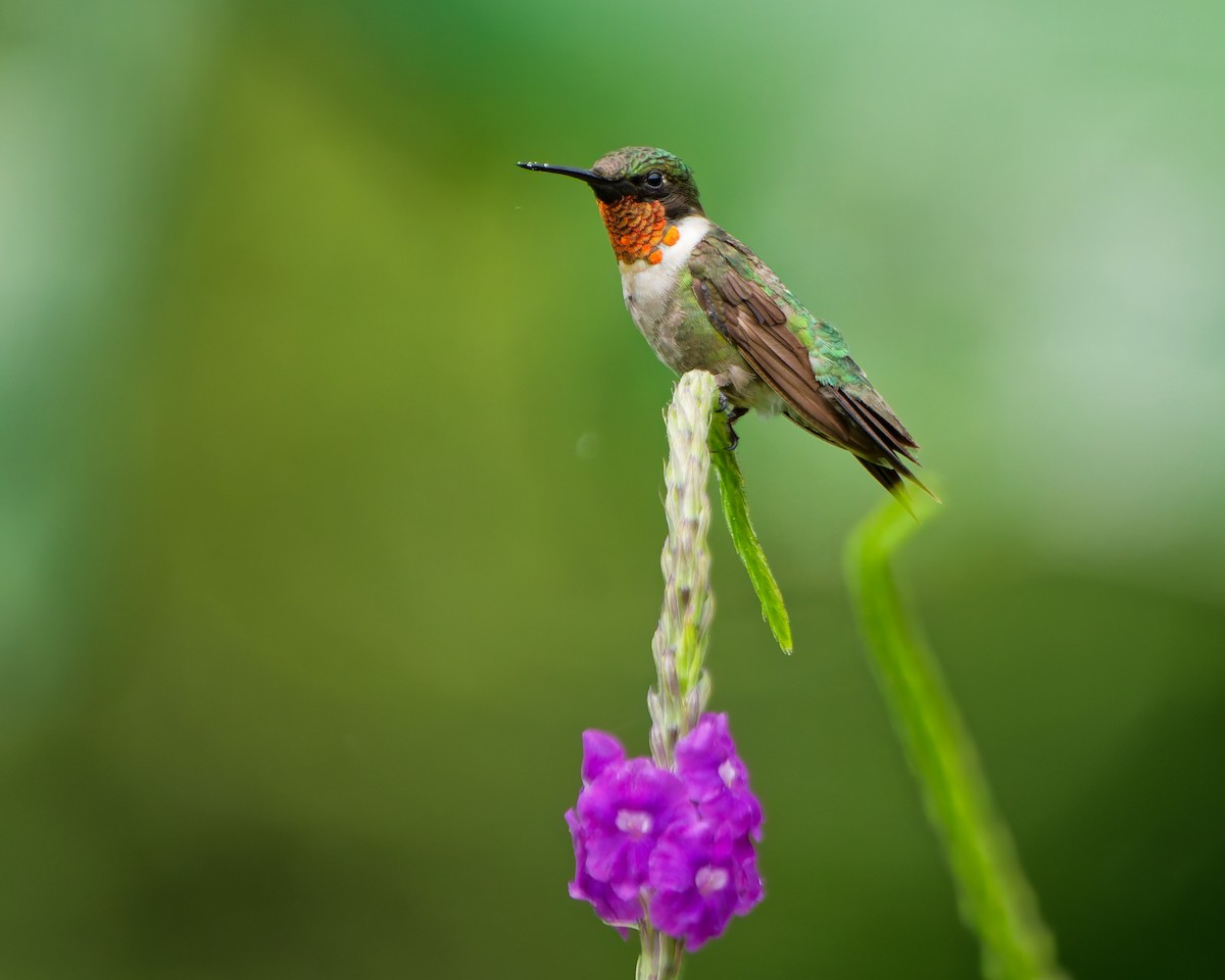 Ruby-throated Hummingbird - ML645599366
