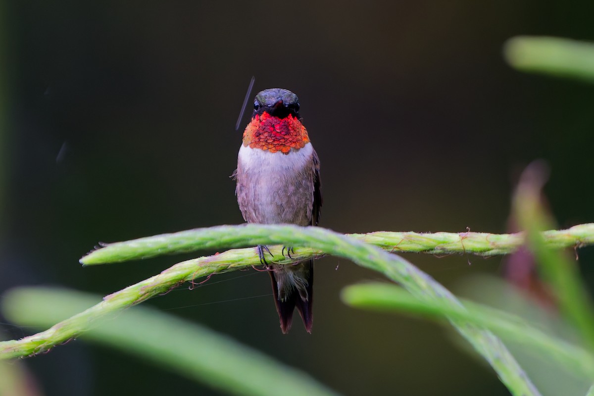 Ruby-throated Hummingbird - ML645599367