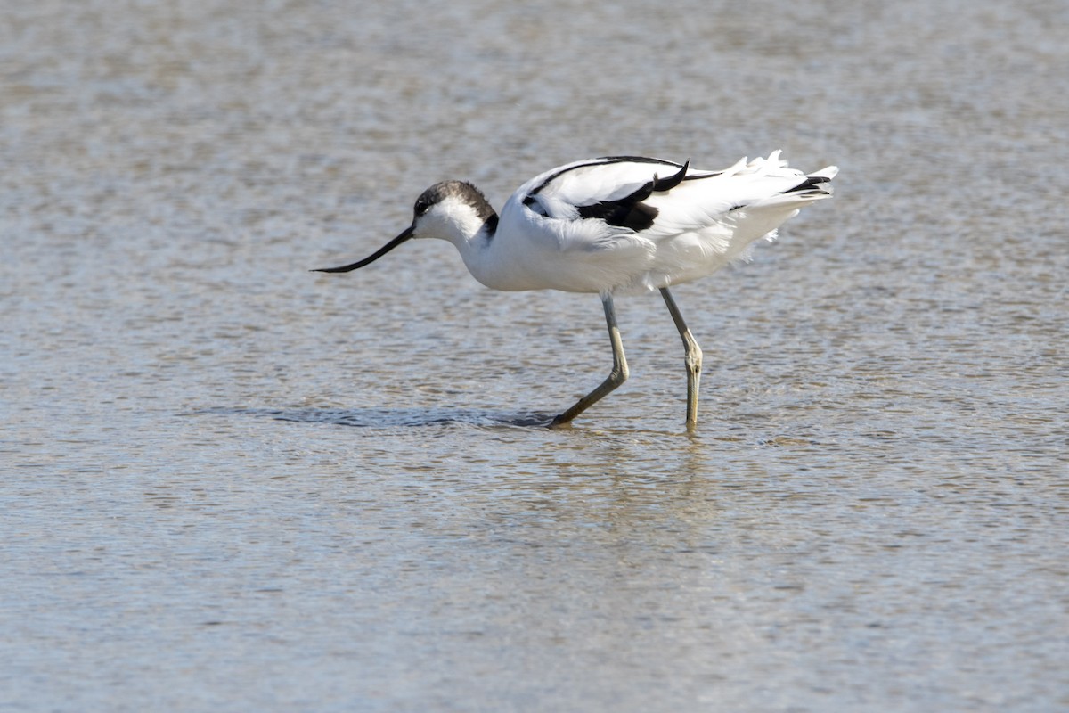 Pied Avocet - ML645599370