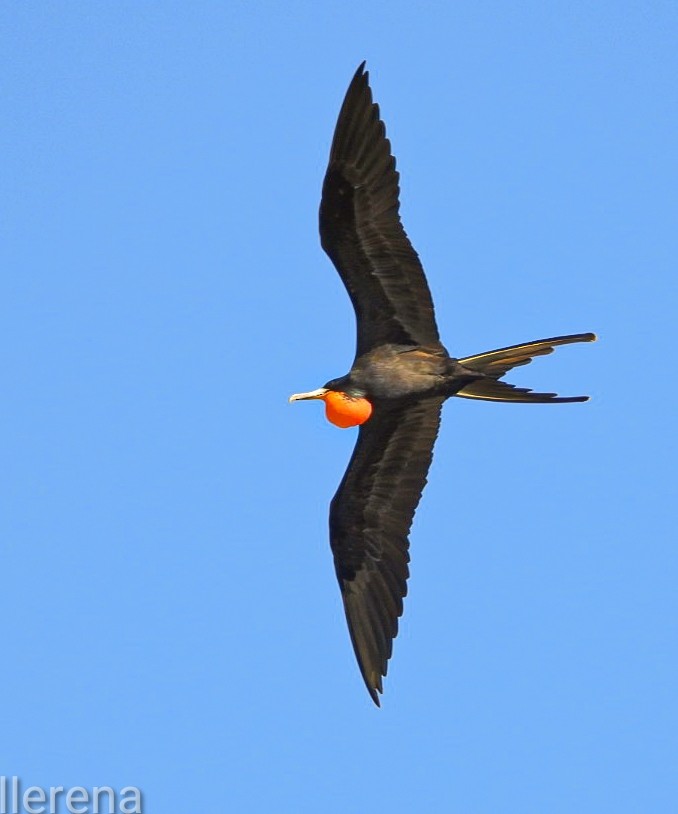 Magnificent Frigatebird - ML645599372