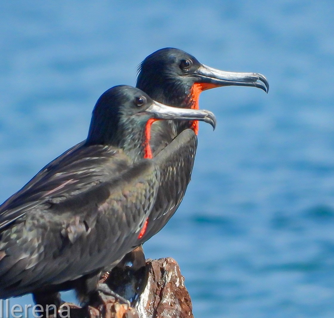 Magnificent Frigatebird - ML645599373