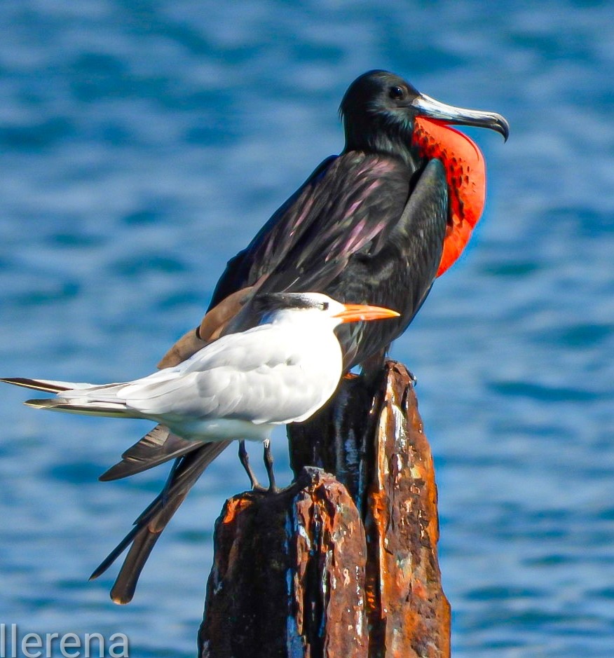 Magnificent Frigatebird - ML645599374